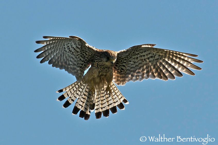Gheppio (Falco tinnunculus) in "spirito santo"