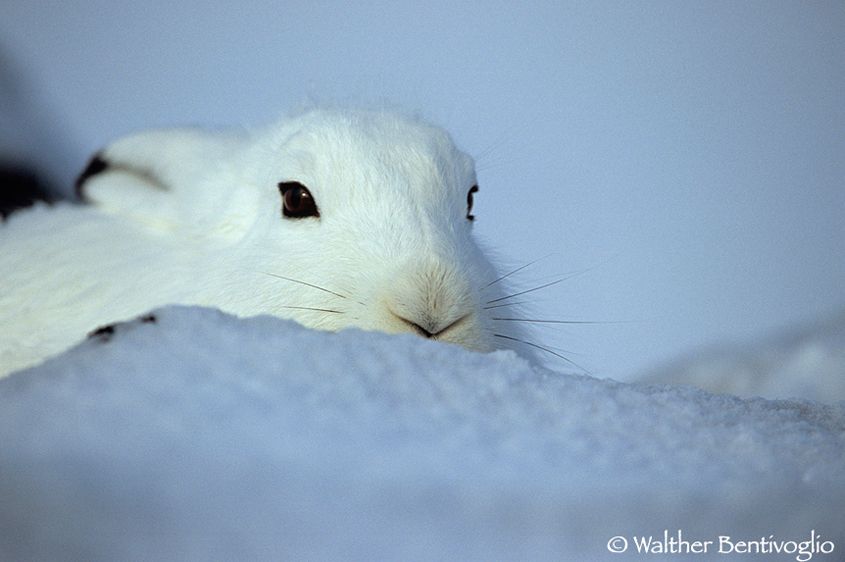 Lepre artica (Lepus articus)