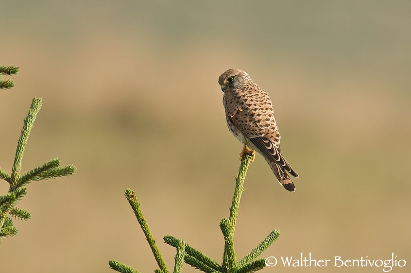 Gheppio (Falco tinnunculus)
