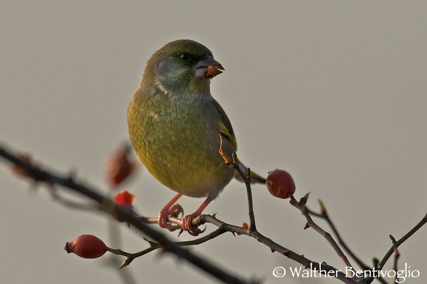 Nikon D300lens Nikon AF-S 600/4 IF-EDMarano lagunare (VE) Verdone m. (Carduelis chloris)