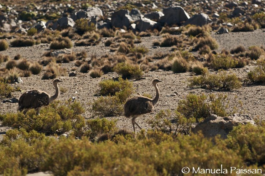 Nikon D300lens AF-S 300/4 IF-EDParque Nacional Lauca - Chile Nandù (Pterocnemia pennata)