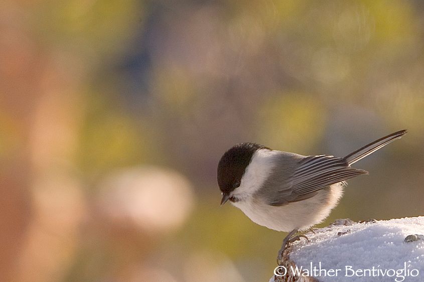 Cincia bigia alpestre (Parus montanus)