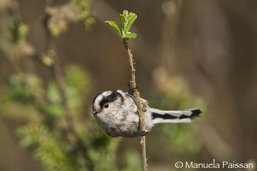 Nikon D2Xlens Nikon AF-S VR 200-400/4 G IF-EDLago di Caldaro (BZ) Codibugnolo (Aegithalos caudatus)
