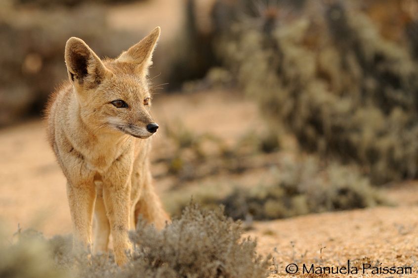 Nikon D300lens Nikon AF-D 80-200/2.8 EDParque Nacional Pan de Azucar -Chile Volpe del deserto (Pseudalopex culpaeus)