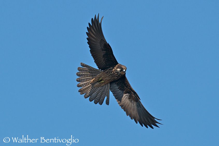 Nikon D300lens Nikon AF-S 600/4 IF-EDIsola di San Pietro (Sardegna) Falco della regina (Falco eleonorae)