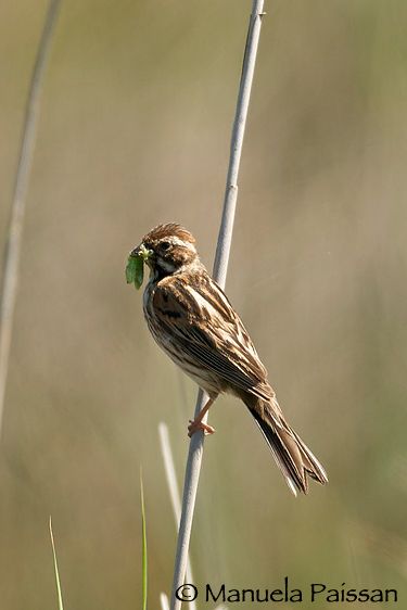 Nikon D300lens Nikon AF-S 600/4 IF-EDTexel - Olanda Migliarino di palude f. (Emberiza schoeniclus)