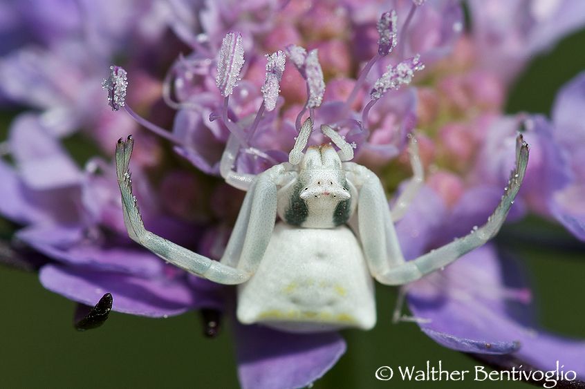 Nikon D300lens Nikon AF-D Micro.nikkor 200 / 4 IF-ED Misumena vatia