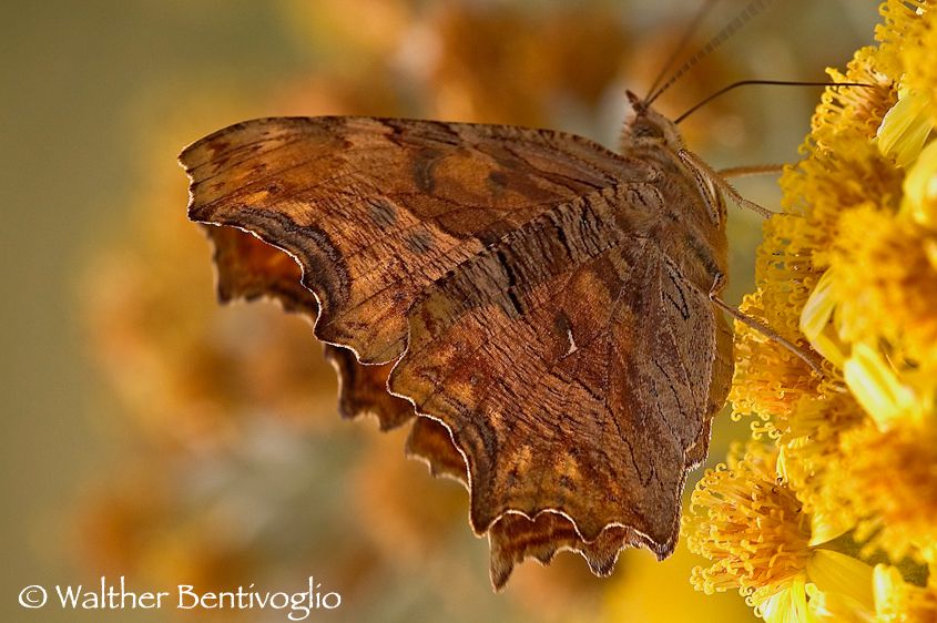 Nikon D2Xlens Nikon AF D Micro-nikkor 105 / 2,8 IF-ED Polygonia egea