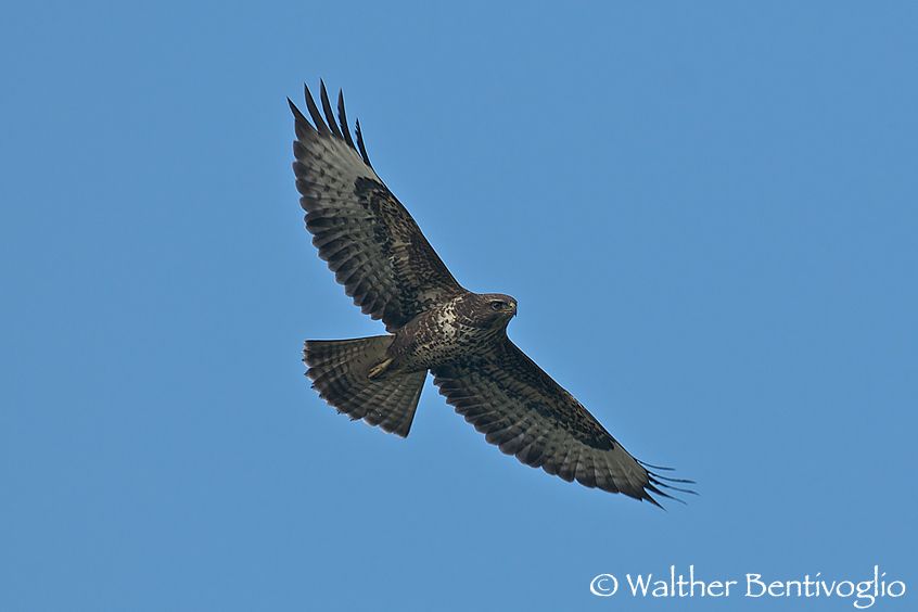 Poiana (Buteo buteo)