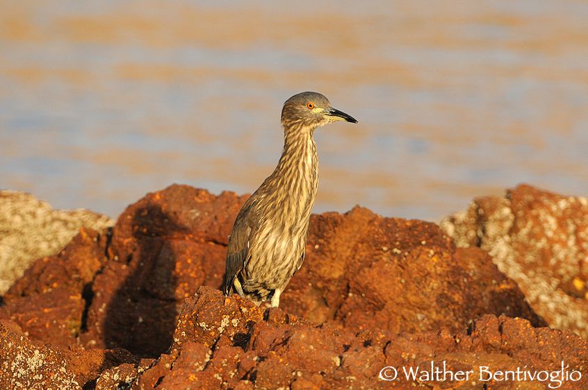 Nikon D300lens Nikon AF-S VR 200-400/4 G IF-EDParque Nacional Pan de Azucar - Chile Nitticora (Nycticorax nycticorax)