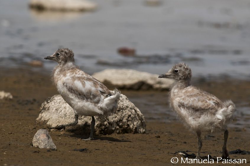 Nikon D300lens Nikon AF-S 300/4 IF-EDParque Nacional Lauca - Chile Pulli di Gabbiano andino (Larus serranus)
