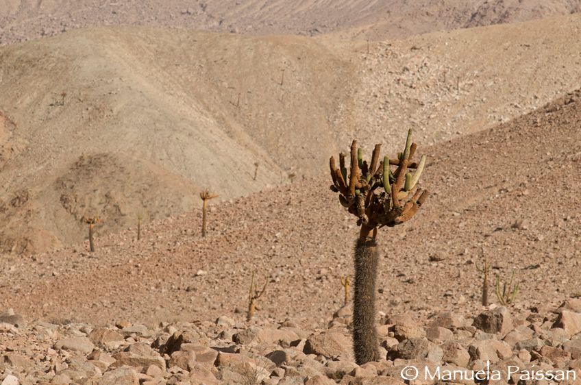 Nikon D300lens Nikon AF-D 80-200/2.8 DValle Lluta - Chile Cactus candelabro (Browningia candelaris)
