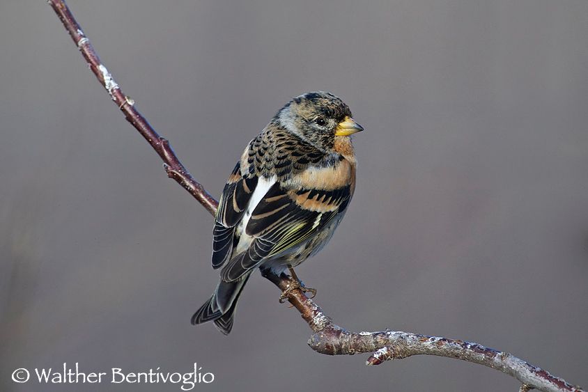 Nikon D3Slens Nikon AF-S VR II 300/2.8 G IF-ED x 2Val di Cembra (TN) Peppola m. (Fringilla montifringilla)