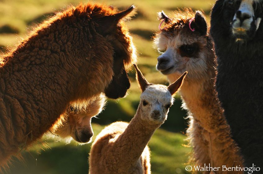 Nikon D300lens Nikon AF-S VR 200-400/4 IF-EDParque Nacional Lauca - Chile Protetto dagli Alpaca adulti