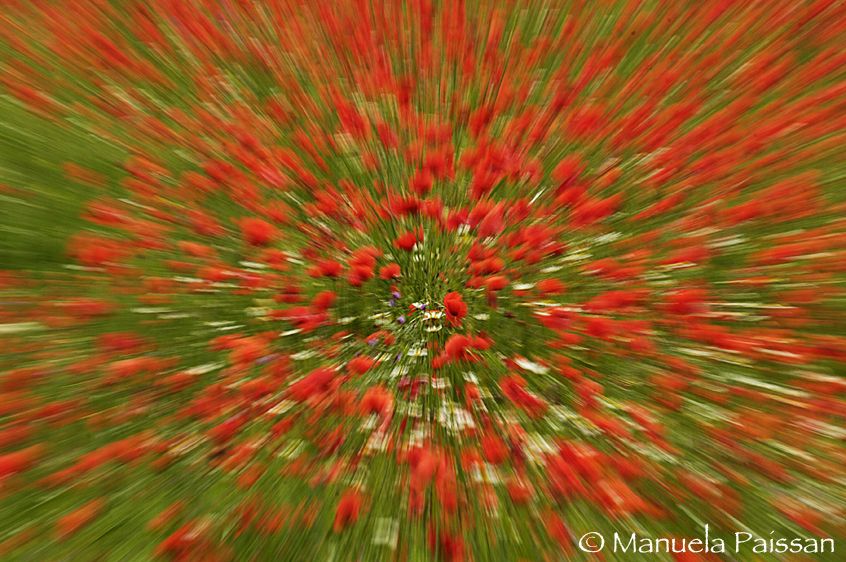Nikon D2X lens Nikon AF-D 80-200/2.8 EDMonti Sibillini Papaveri e margherite