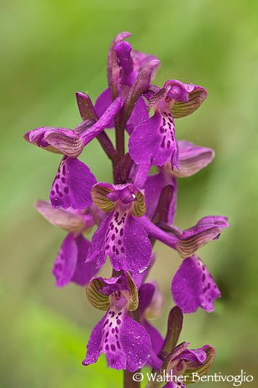 Nikon D2Xlens Nikon AF D Micro-nikkor 200 / 4 IF-ED Orchis morio