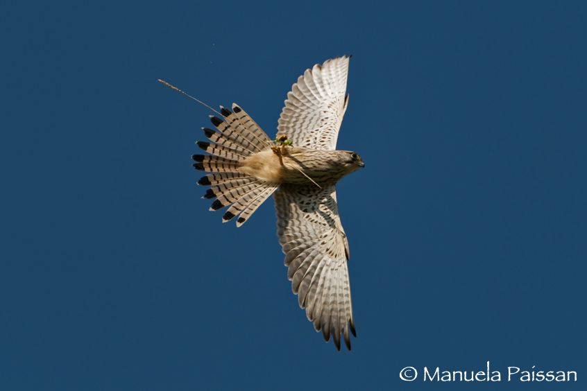 Gheppio (Falco tinnunculus)