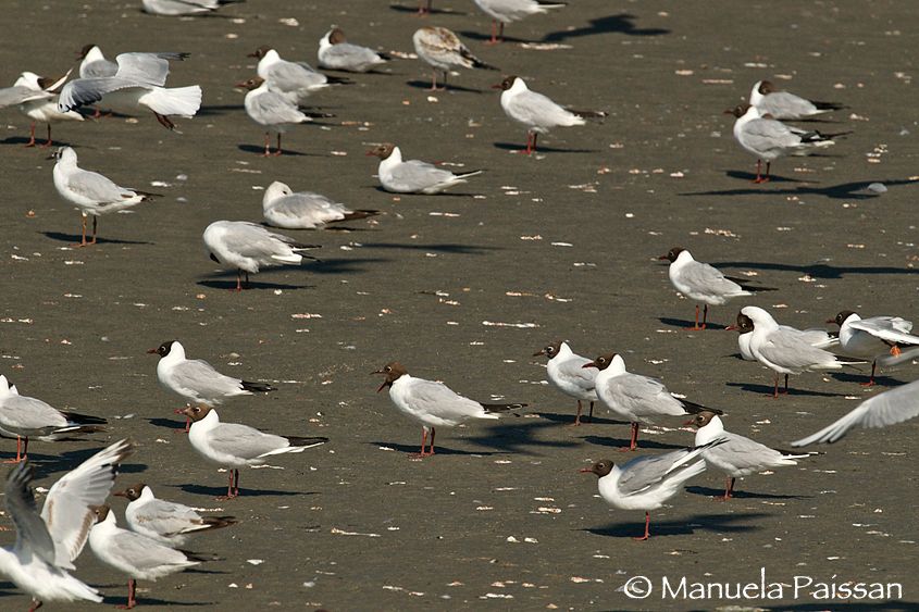 Nikon D300lens Nikon AF-S 600/4 IF-ED IIIsola di Texel - Olanda 1Gabbiano_06