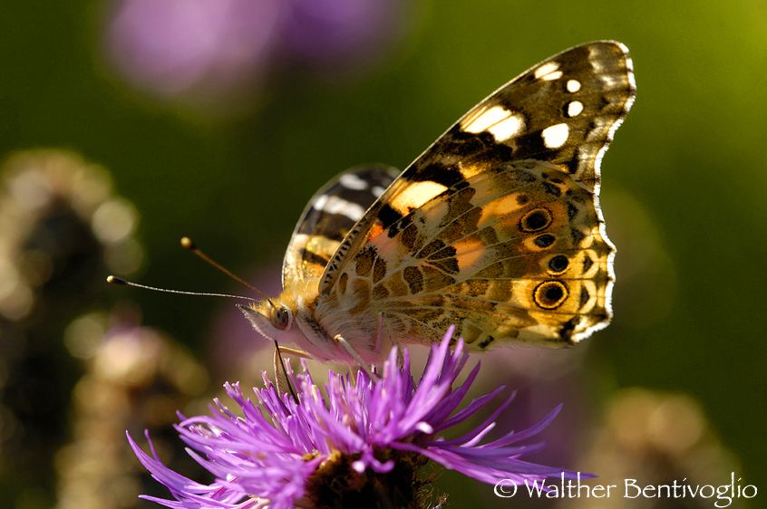 Nikon D2Xlens Nikon AF D Micro-nikkr 200 / 4 IF-ED Vanessa atalanta