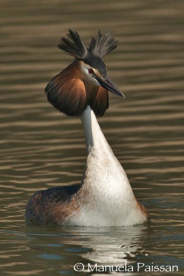 Nikon D300lens Nikon AF-S 600/4 IF-EDLago di Caldonazzo - Italia Corteggiamento