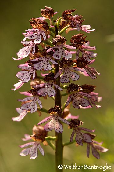Nikon D2Xlens Nikon AF-S VR 200-400 / 4 IF-ED Orchis purpurea