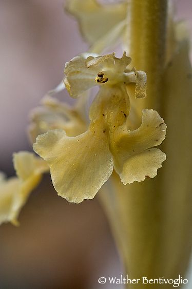 Nikon D300lens Nikon AF D Micro-nikkor 200 / 4 IF-ED Neottia nidus-avis