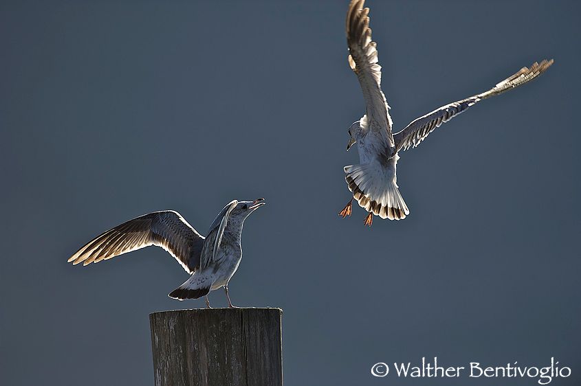 Nikon D3Slens Nikon AF-S 600/4 IF-ED IILago di Garda - Italia 1Gavina_juv_