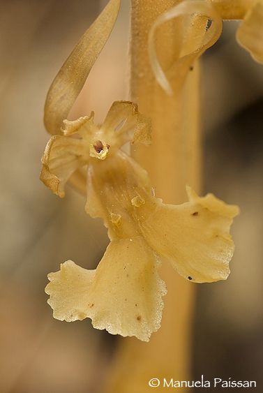 Nikon D200lens Nikon AF D Micro-nikkor 105 / 2.8 IF-ED Neottia nidus-avis