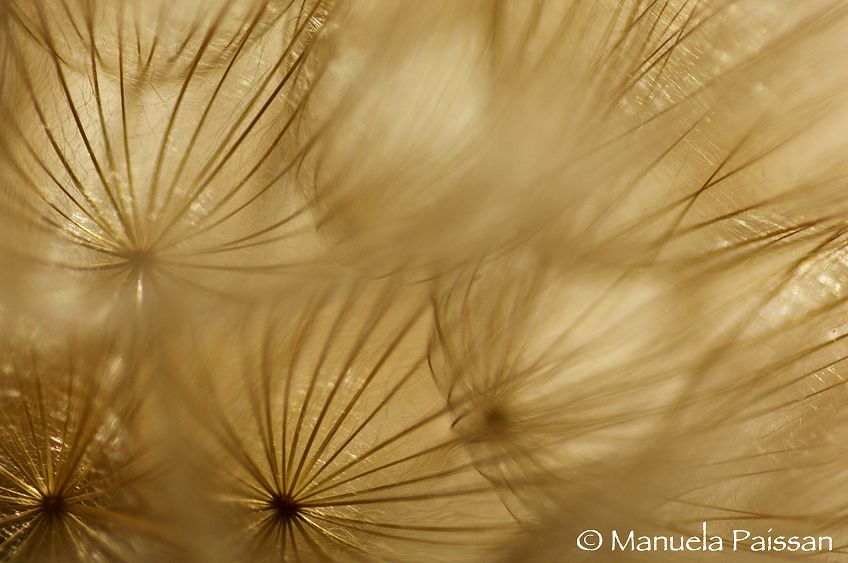 Nikon D2Xlena micro Nikon AF-D 200/4 IF-EDTrentino A. A. Soffioni