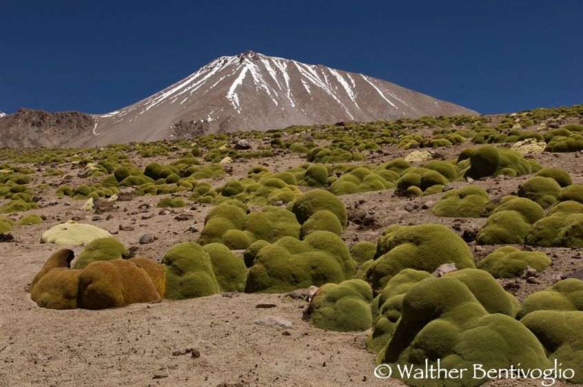 Nikon D2Xlens Nikon AF-S 24-70/2.8 IF-EDParque Nacional Lauca - Chile Llareta (Laretia compacta)