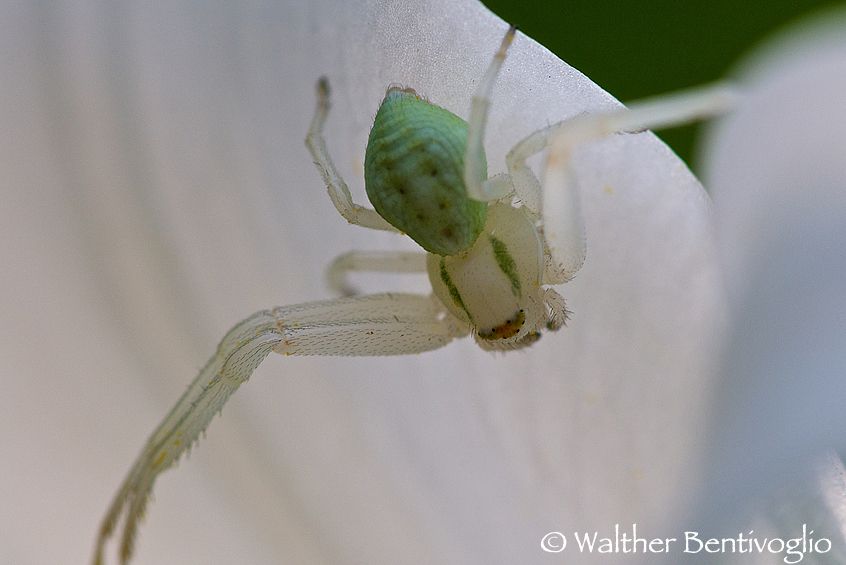 Nikon D300 lens Nikon AF D Micro-nikkor 200 / 4 IF-ED Misumena vatia