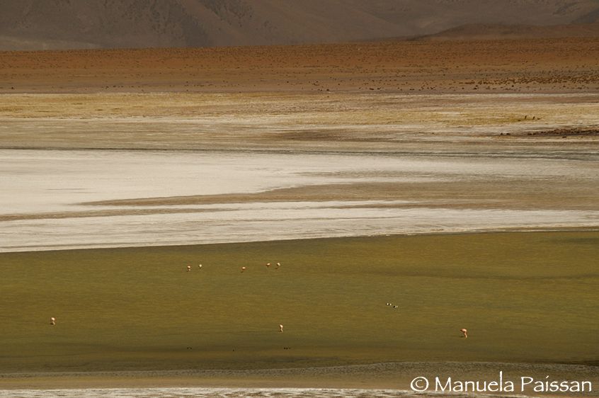 Nikon D300lens Nikon AF-S VR 70-200/2.8 IF-EDMonumento Natural Salar de Surire Salar de Surire