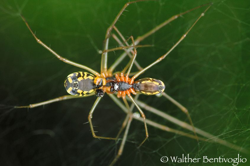 Nikon D200lens Nikon AF D Micro-nikkor 200 / 4 IF-ED Danza sospesa