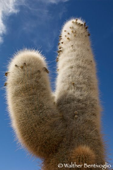 Nikon D2Xlens Nikon Af-S 24-70/2.8 EDArea di Cariquima - Chile grande cactus