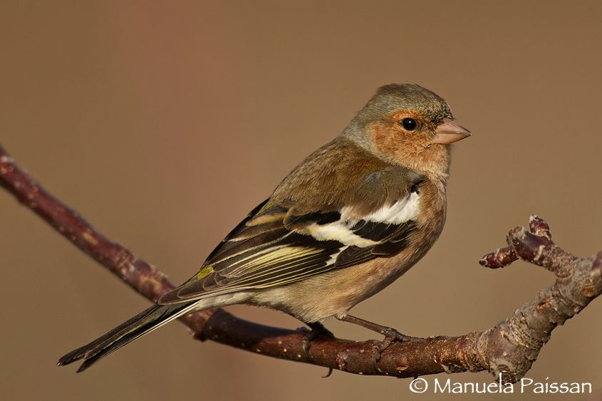 Nikon D300lens Nikon AF-S VR II 300/2.8  G IF-ED  x 2Val di Cembra (TN) Fringuello m. (Fringilla coelebs)