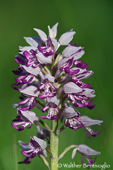 Nikon D300lens Nikon AF-S 300 / 4 IF-ED + PN11 Orchis militaris