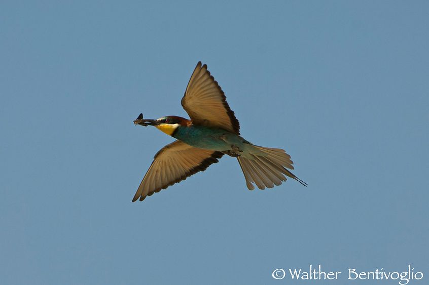 Nikon D2Xlens Nikon AF-S VR 200-400/4 IF-EDFiume Isonzo (UD) Gruccione (Merops apiaster)