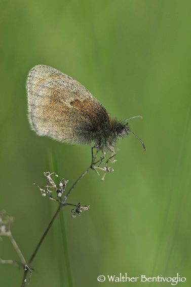 Niko D3Slens Nikon AF-S 300 / 4 IF-ED x 2 Coenonympha pamphilus