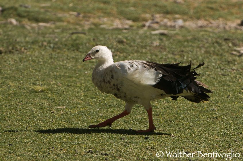 Nikon D300lens Nikon AF-S VR 200-400/4 IF-EDParque Nacional Lauca - Chile Oca andina (Chloephaga melanoptera)