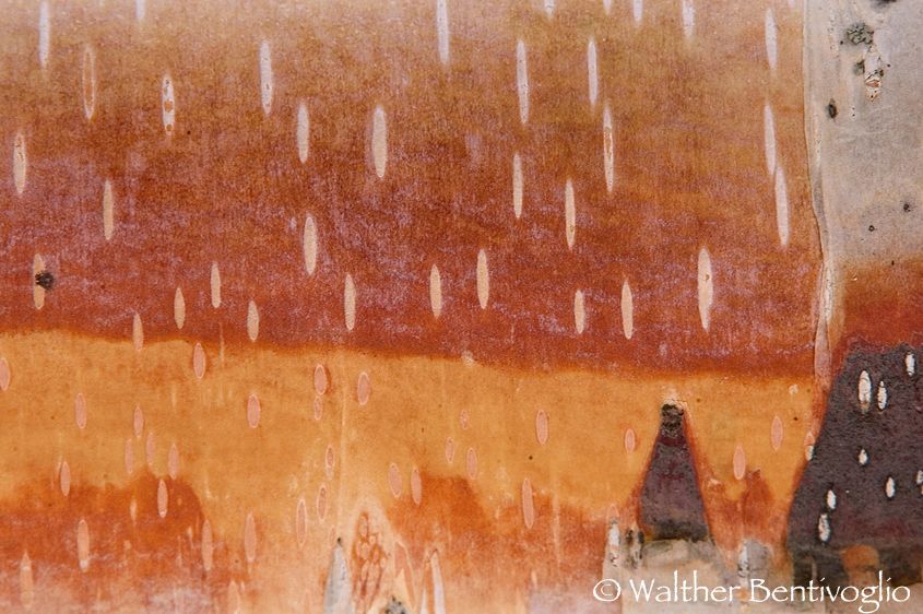 Corteccia di betulla