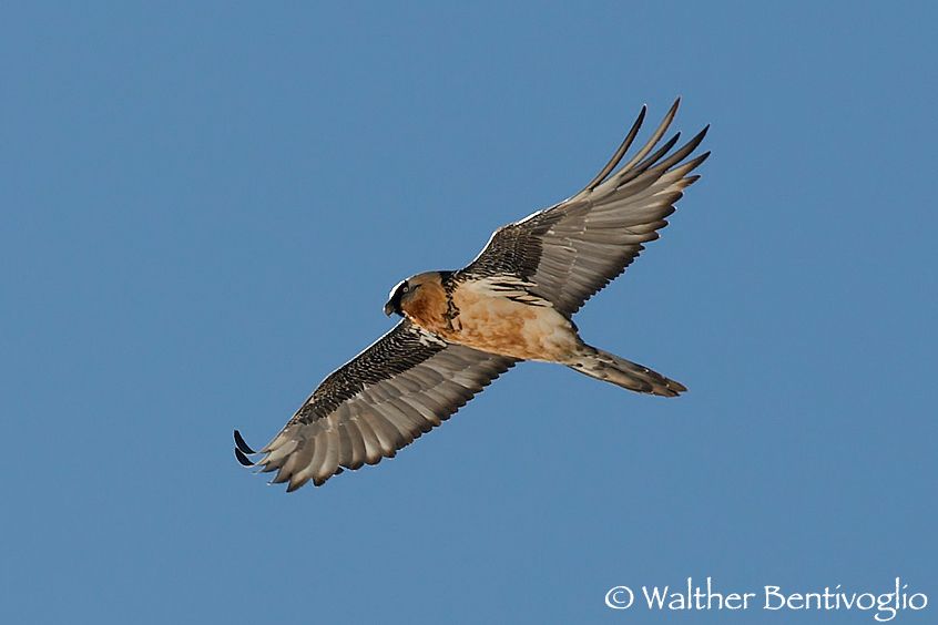 Gipeto (Gypaetus barbatus)