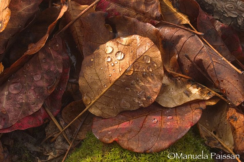 1foglie_autunnali_03