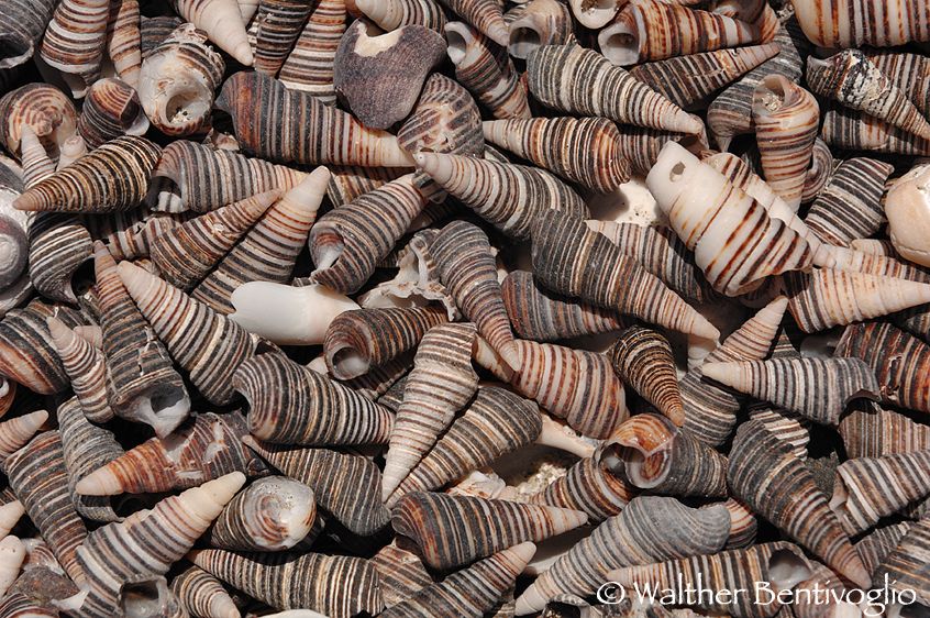 Nikon D2xlens Nikon AF-S 24-70/2.8 G EDParque Nacional Pan de Azucar - Chile Conchiglie sulla battigia