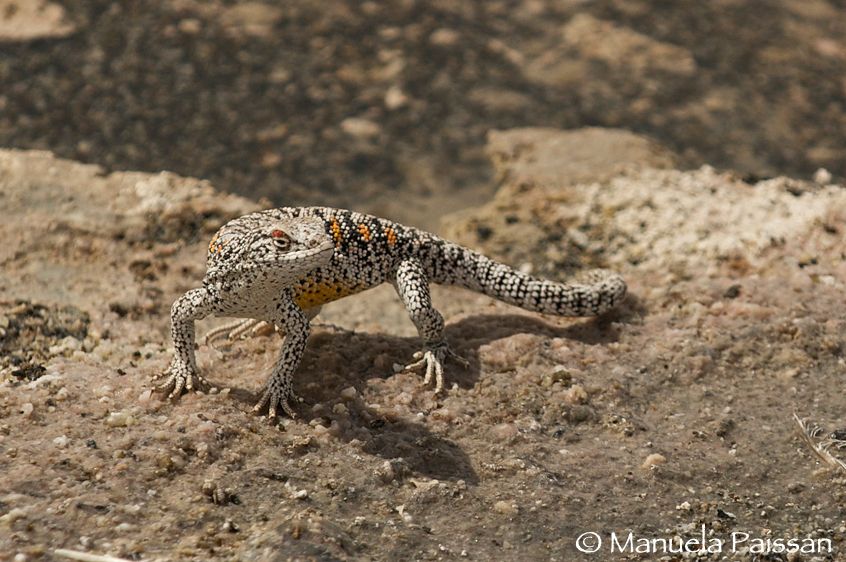 Nikon D300lens Nikon AF-S VR 70-200/2.8 G IF-EDLaguna Chaxa - Chile Lucertola n.c.