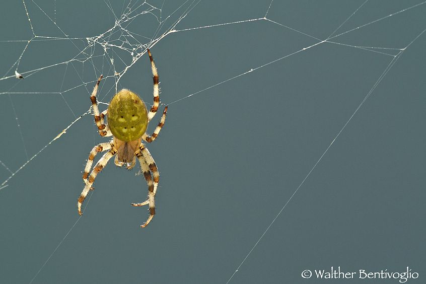 Nikon 1 V1lens Nikon AF-S VR II 300 /2.8 IF-ED Araneus sp.