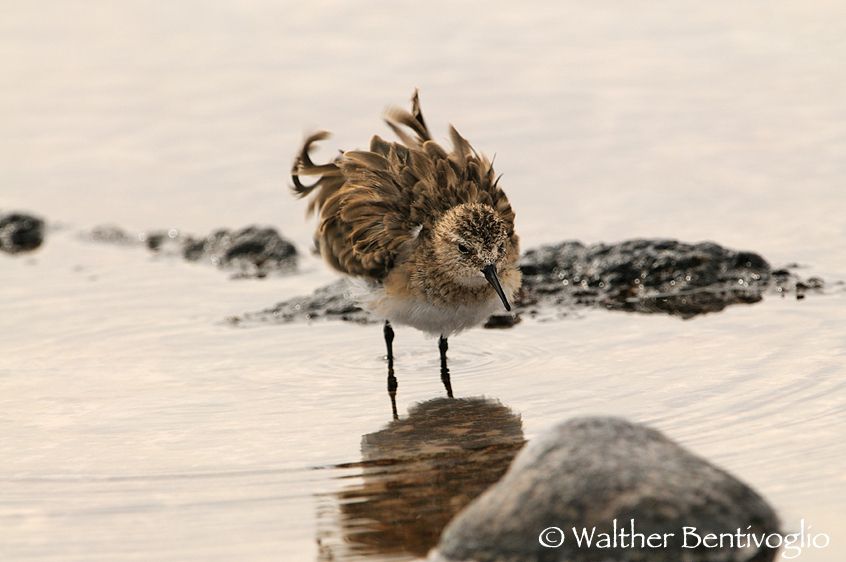 Nikon D300lens Nikon AF-S VR 200-400/4 G IF-EDLaguna Chaxa - Chile Gambecchio di Baird (Calidris bairdii)