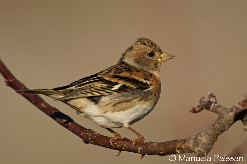 Nikon D300lens Nikon AF-S 600/4 IF-EDVal di Cembra (TN) Peppola f. (Fringilla montifringilla)