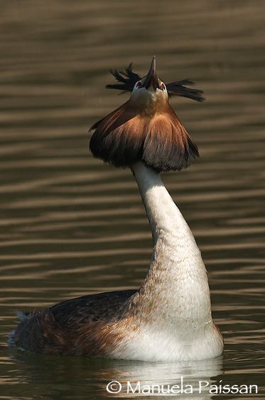 Nikon D300lens Nikon AF-S 600/4 IF-EDLago di Caldonazzo - Italia Corteggiamento