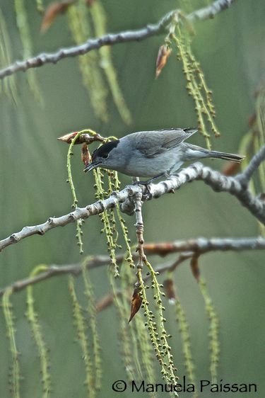 Nikon D300lens Nikon AF-S 600/4 IF-ED  x 1.4 Capinera m. (Sylia atricapilla)