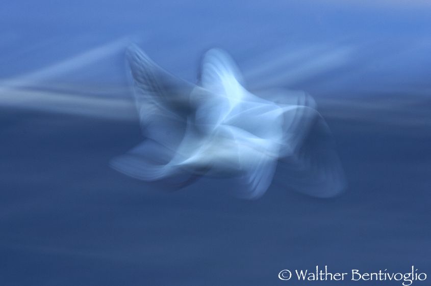 Nikon D2Xlens Nikon AF-D 80-200/2.8 EDLago di Caldonazzo (TN) Volo di gabbiano